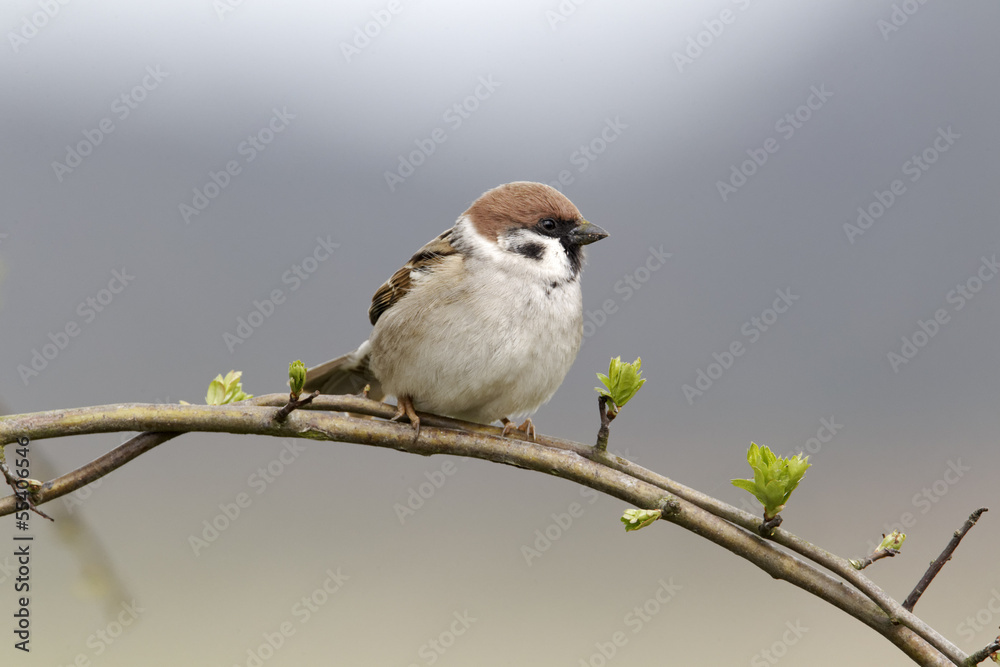 Obraz premium Tree sparrow, Passer montanus