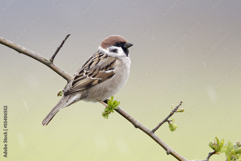 Obraz premium Tree sparrow, Passer montanus