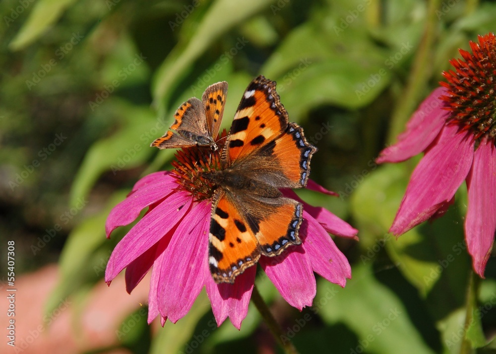 Obraz premium Schmetterling auf Blüte Echinacea