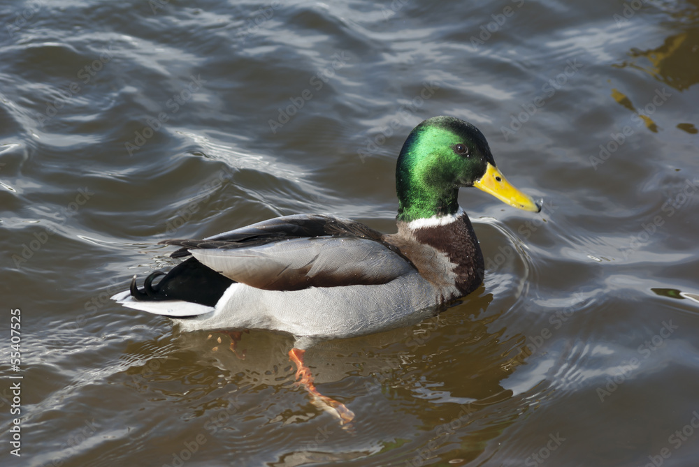 Mallard duck Mallard duck