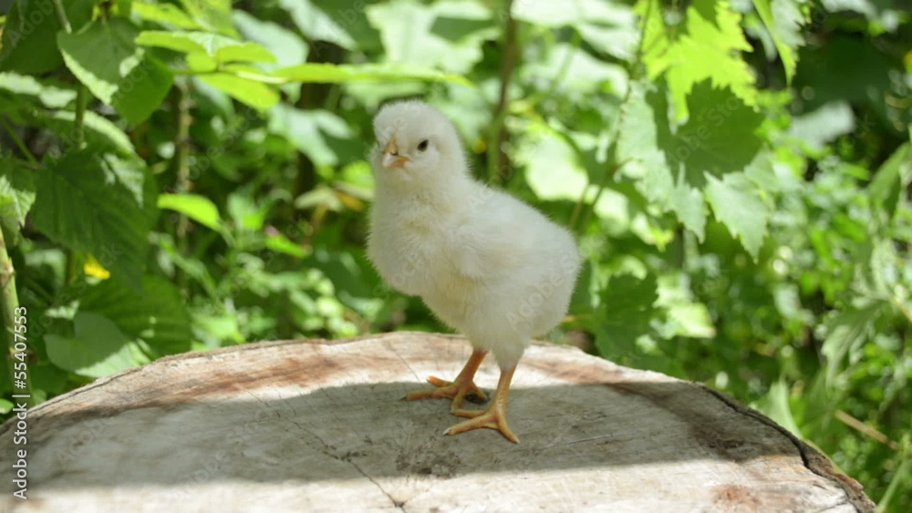 Baby chicken on a stump Baby chicken on a stump