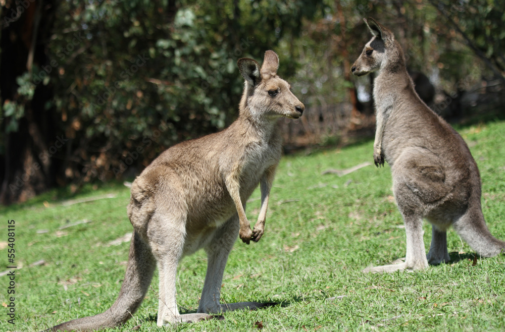 kangourous sur l'herbe