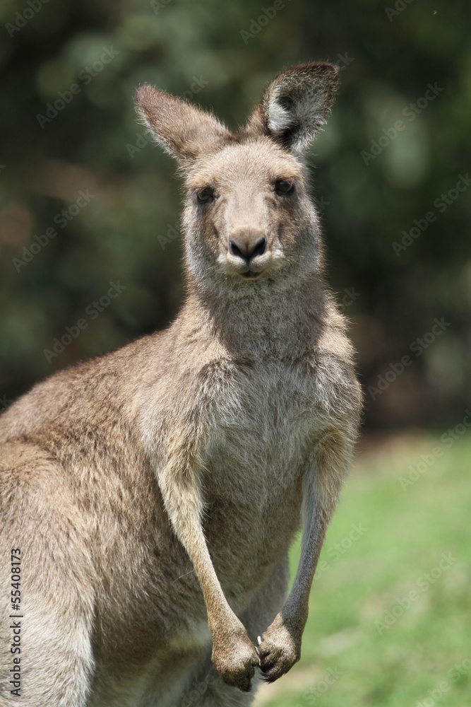 portrait de kangourou