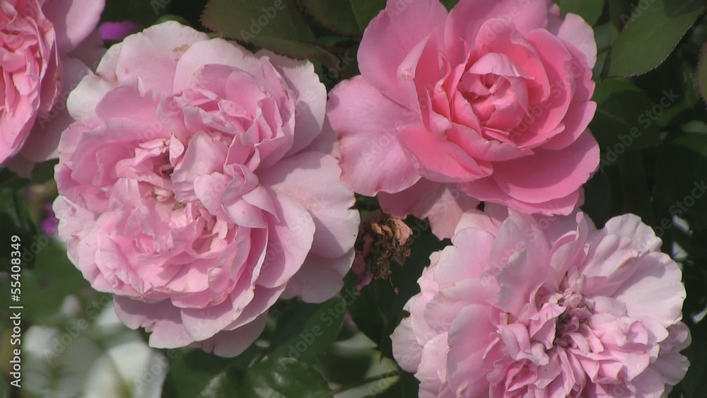 pink roses in the garden pink roses in the garden