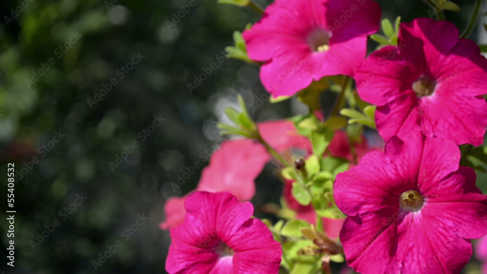 Red petunias wavering Red petunias wavering