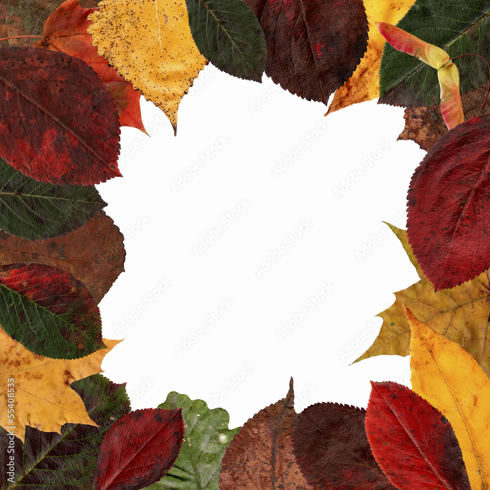 frame of autumn leaves frame of autumn leaves