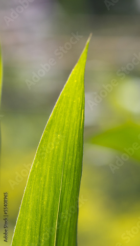 beautiful green leaf herb in nature