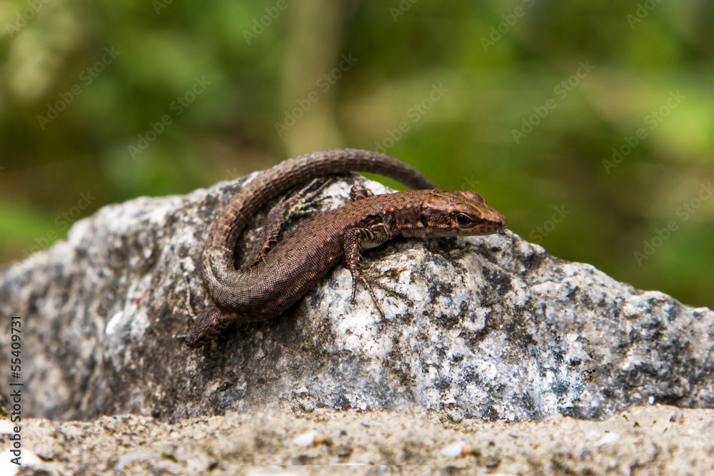 Obraz premium Lizard