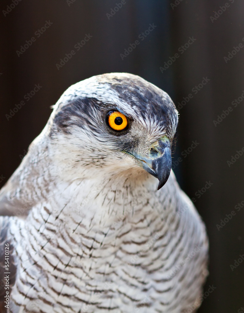 Naklejka premium Hawk goshawk head