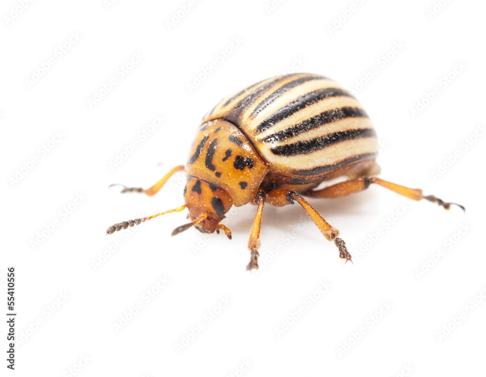 Colorado potato beetle on a white background Colorado potato beetle on a white background
