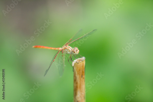 dragonfly in nature. macro © schankz