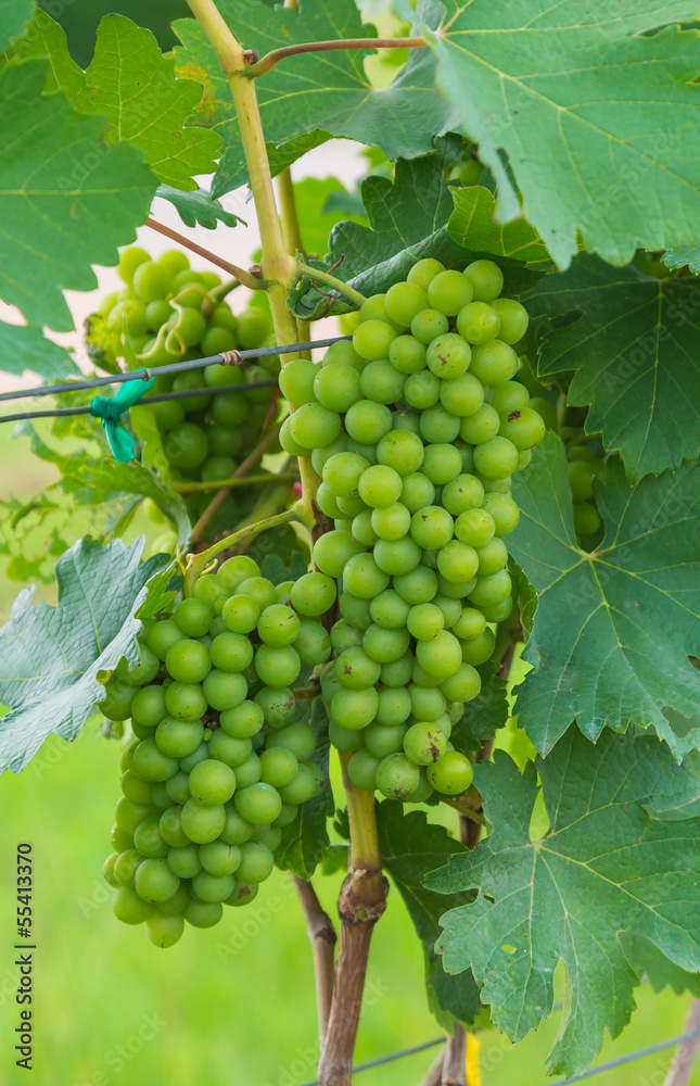 Grape valley Grape valley