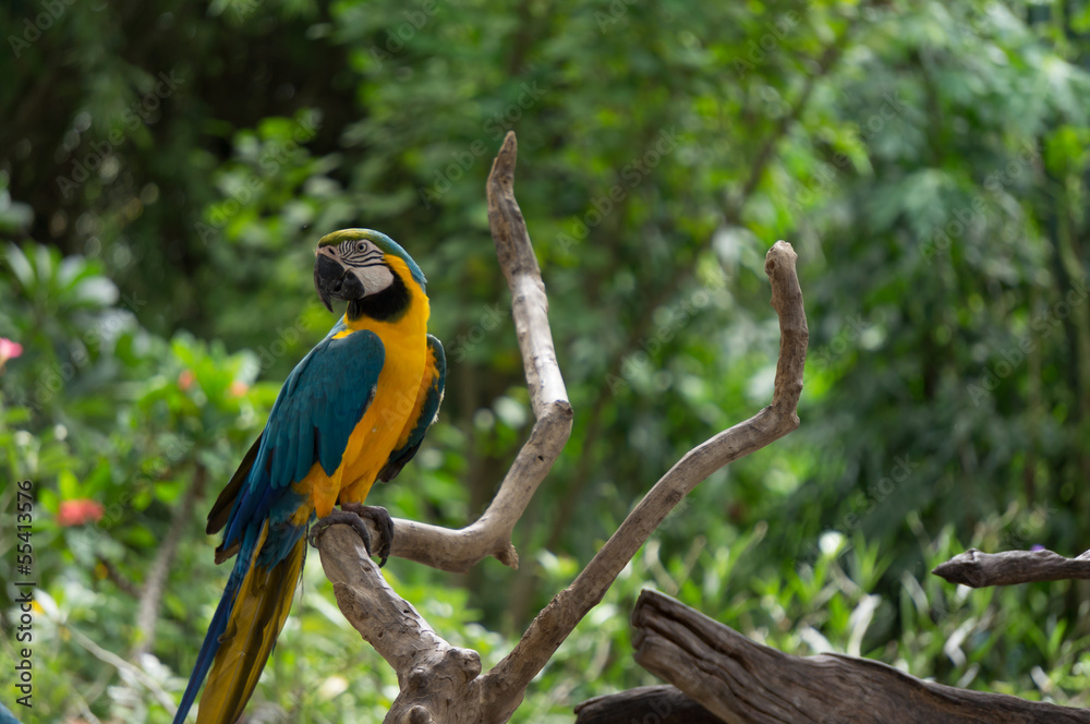 Obraz premium macaw