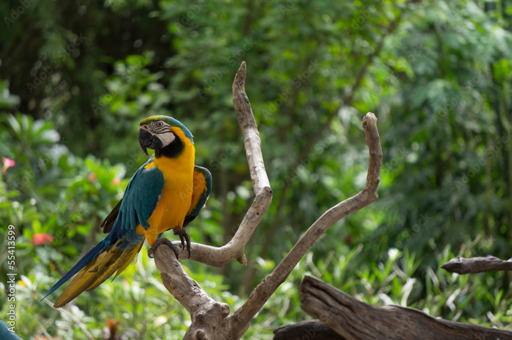 Obraz premium Yellow bird