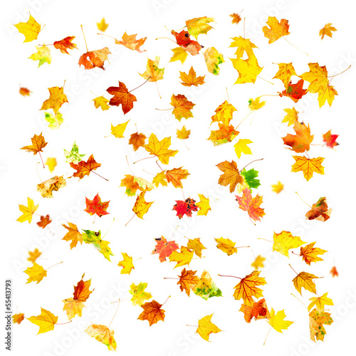 Multi colored falling autumn maple leaves isolated on white