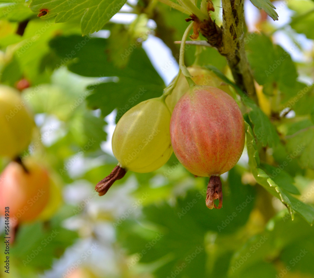 Obraz premium Gooseberries on a branch