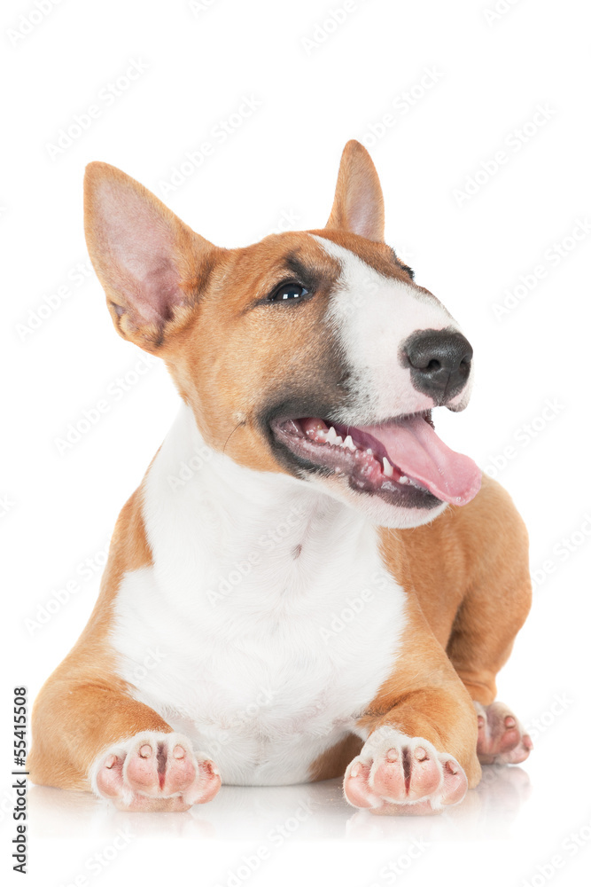 happy red miniature bull terrier puppy