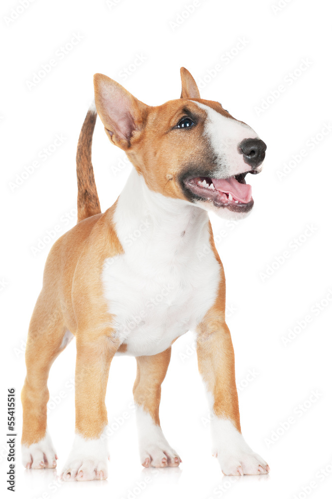 adorable miniature bull terrier puppy