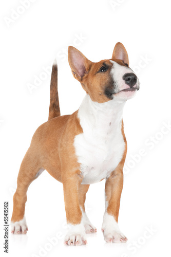 curious bull terrier puppy isolated Fototapet