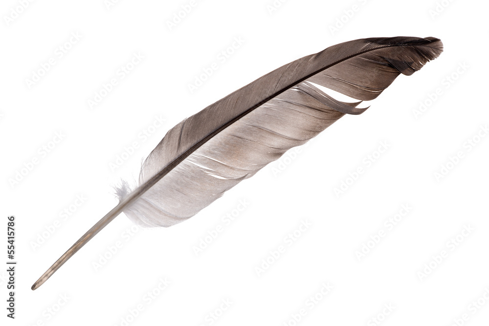 Obraz premium single dark grey feather isolated on white