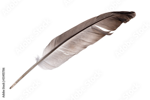single dark grey feather isolated on white photo