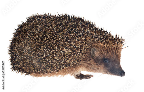 small hedgehog isolated on white