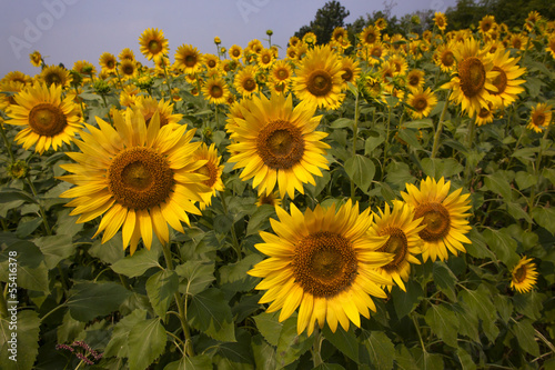 Sunflower059