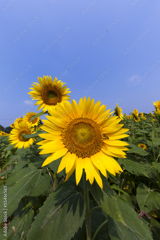 Obraz premium Sunflower131