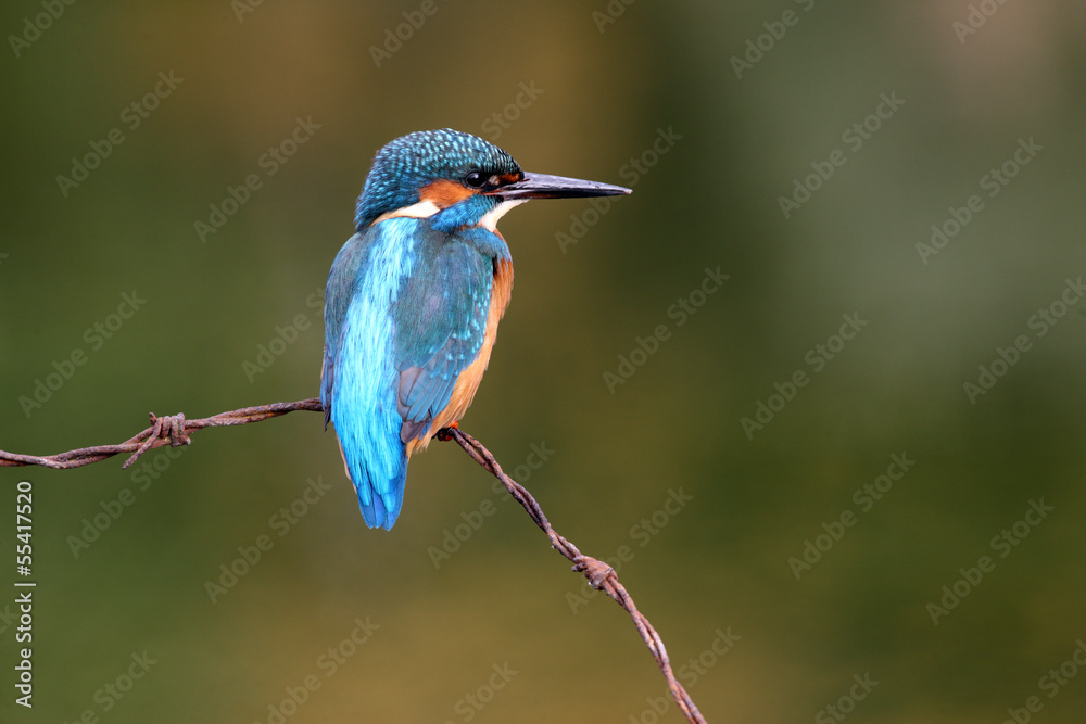 Fototapeta premium Kingfisher, Alcedo atthis