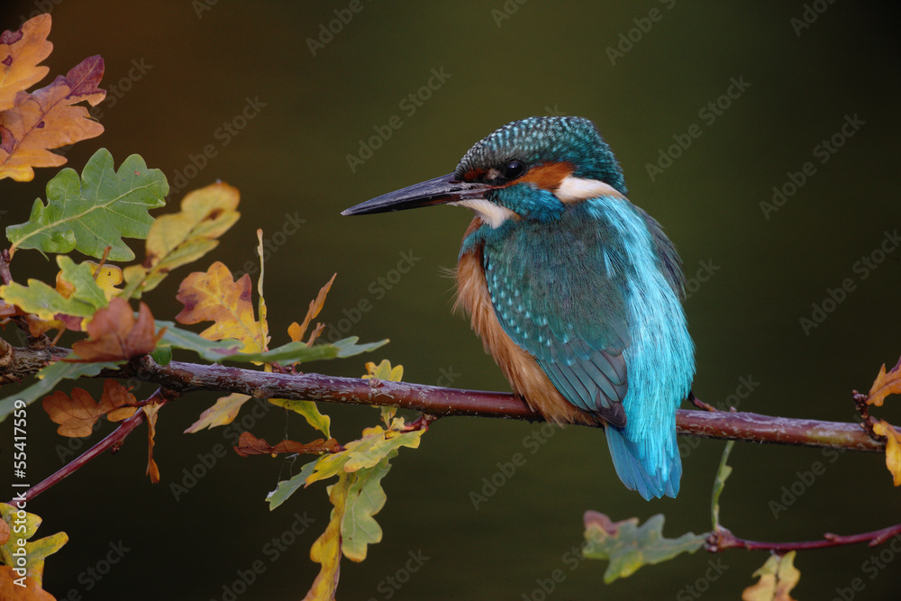 Obraz premium Kingfisher, Alcedo atthis