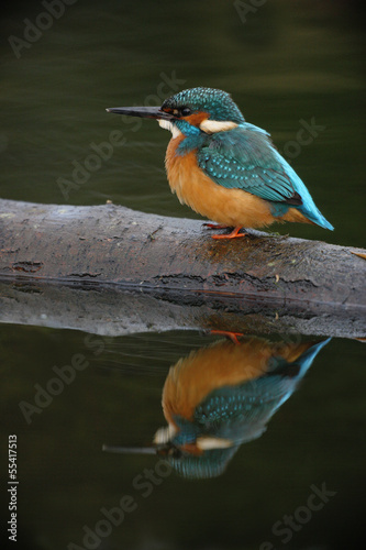 Kingfisher, Alcedo atthis © Erni