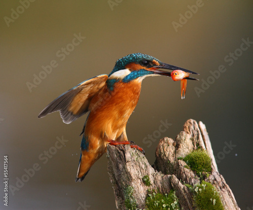 Kingfisher, Alcedo atthis