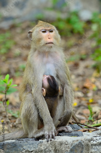 monkey  and son