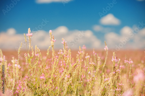 Flower field and blue sky background