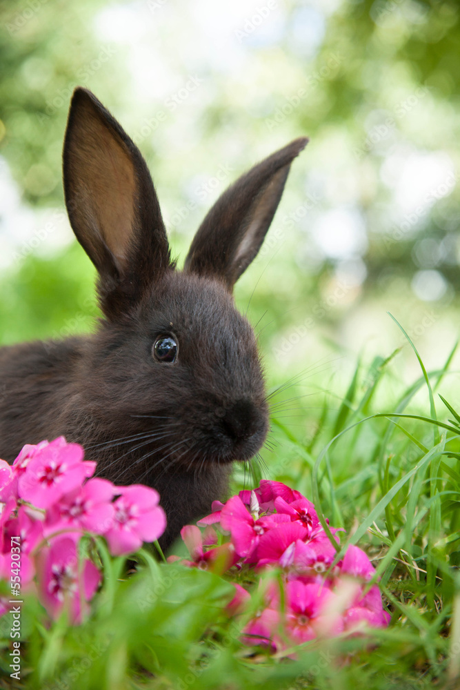 Fototapeta premium Rabbit on the grass
