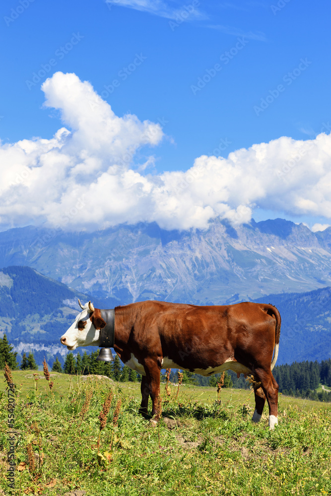 alpine cow