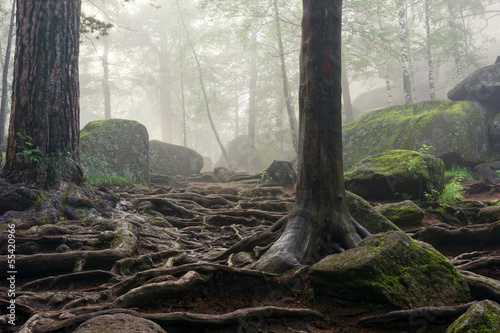 Morning in the deep forest