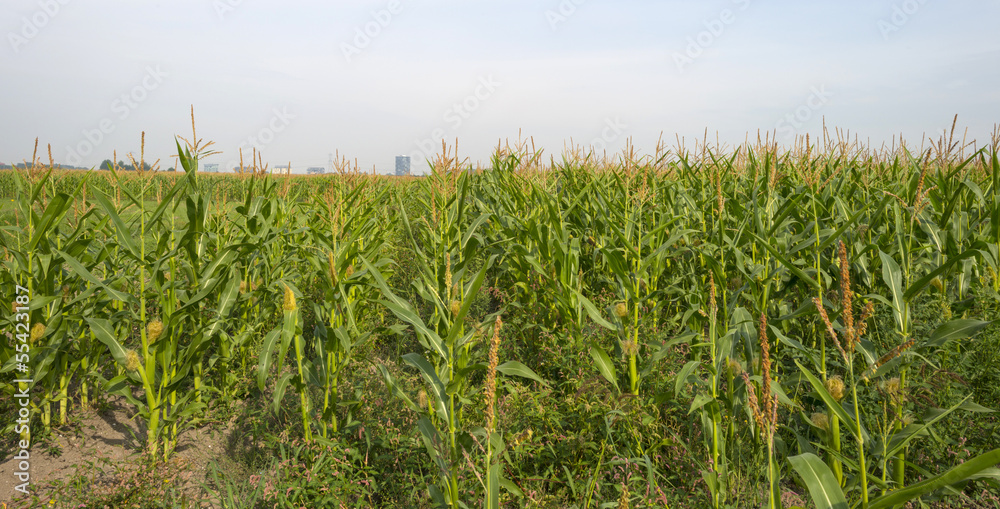 Corn growing on a field in summer