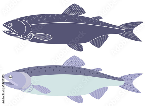 Humpback salmon