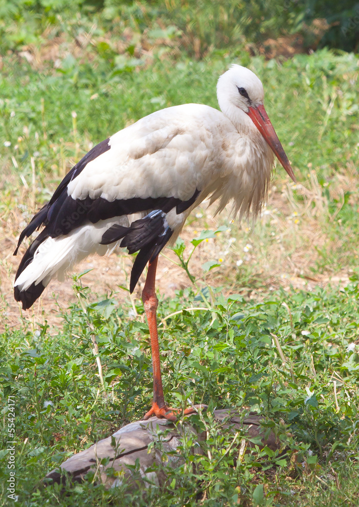 Fototapeta premium Stork in nature