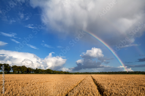 rainbow over wheat field after storm