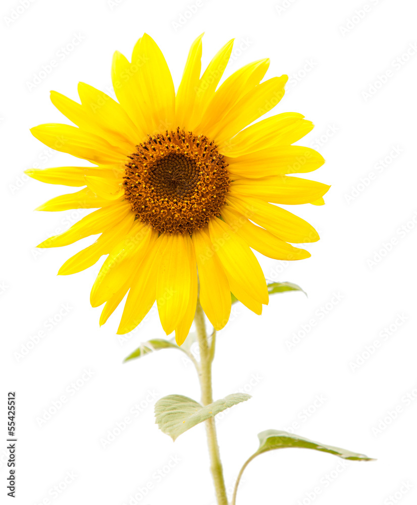 sunflower isolated sunflower isolated