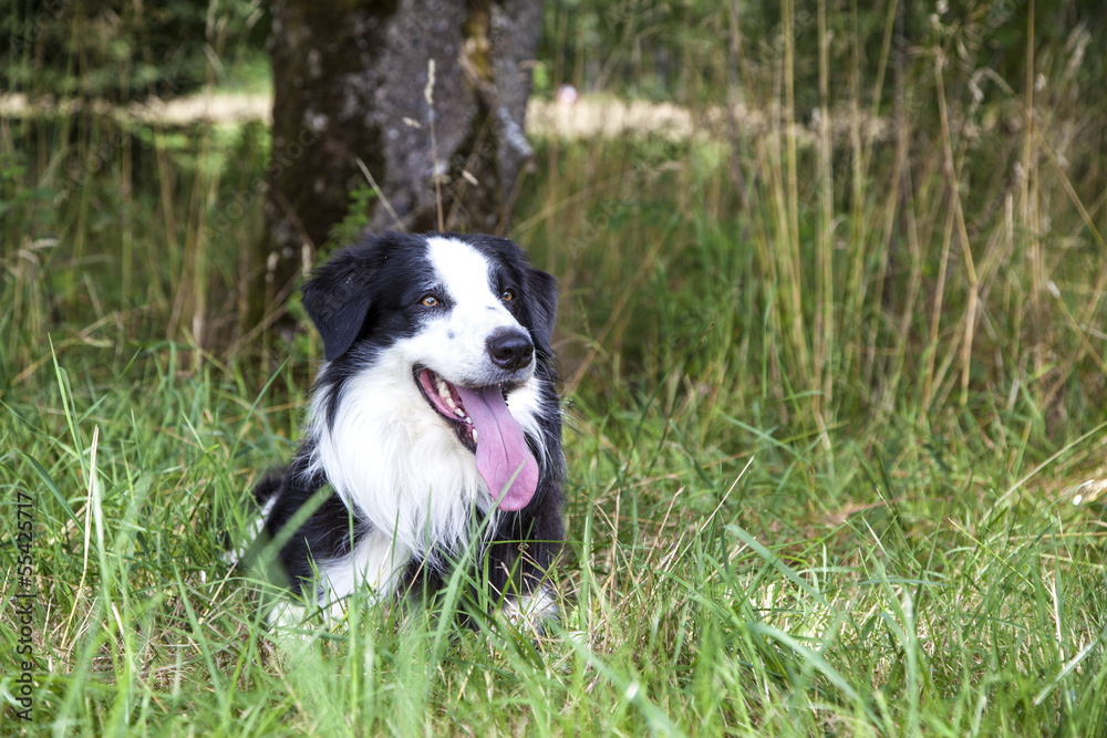 Border Collie in der Natur