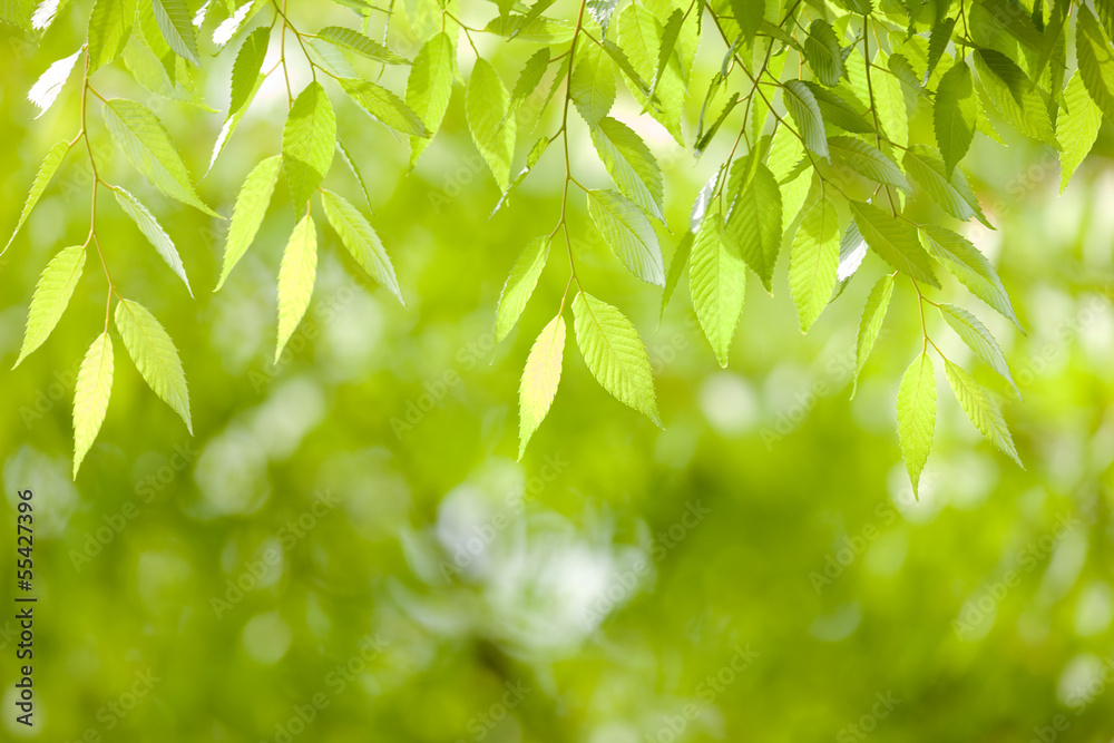 新緑のケヤキの葉 新緑のケヤキの葉