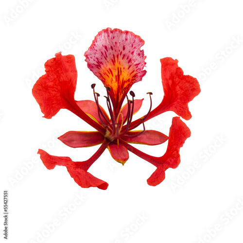 Fleur de flamboyant rouge photo