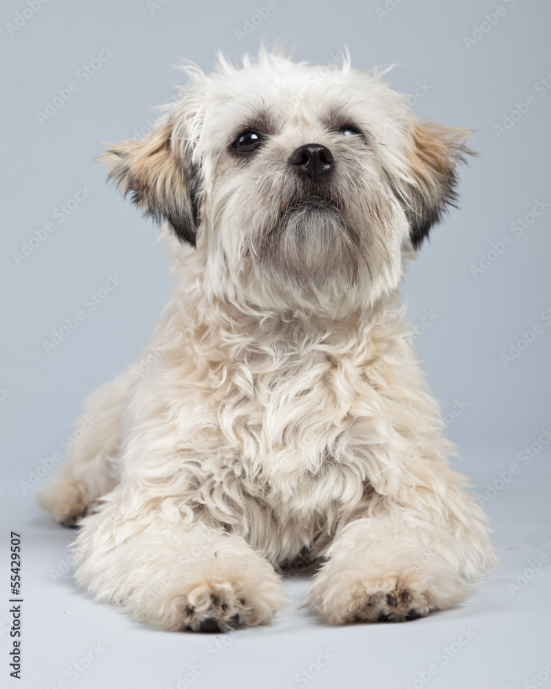 White boomer dog isolated against grey background. Studio portra White boomer dog isolated against grey background. Studio portra