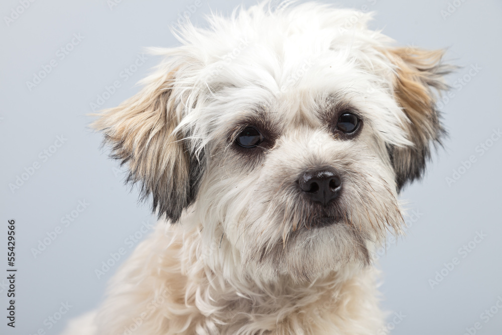 White boomer dog isolated against grey background. Studio portra White boomer dog isolated against grey background. Studio portra