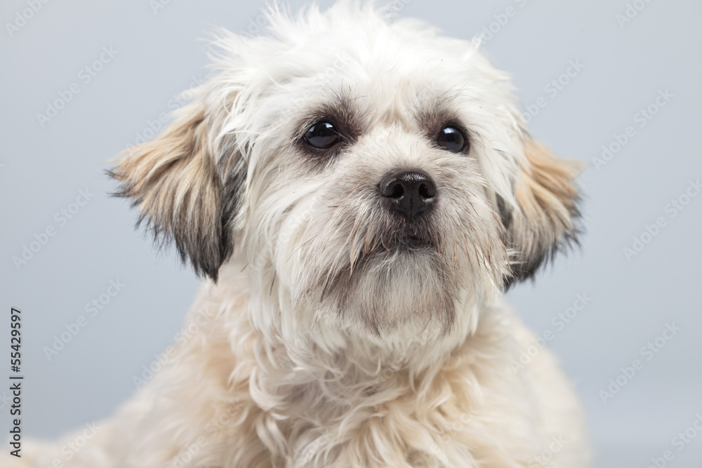 White boomer dog isolated against grey background. Studio portra