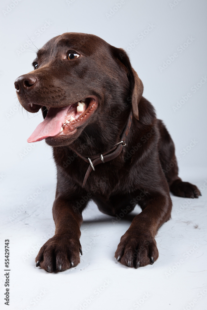 Brown labrador dog isolated against grey background. Studio port