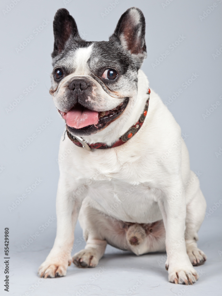 Old french bulldog black and white isolated against grey backgro Old french bulldog black and white isolated against grey backgro